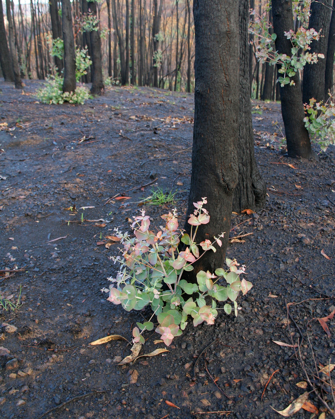 A blackened eucalypt trunk with pale green regrowth at its base in a burned forest at Strathewen, Victoria, four months after the 2009 Black Saturday bushfires. Photograph by Robert Kerton for CSIRO.