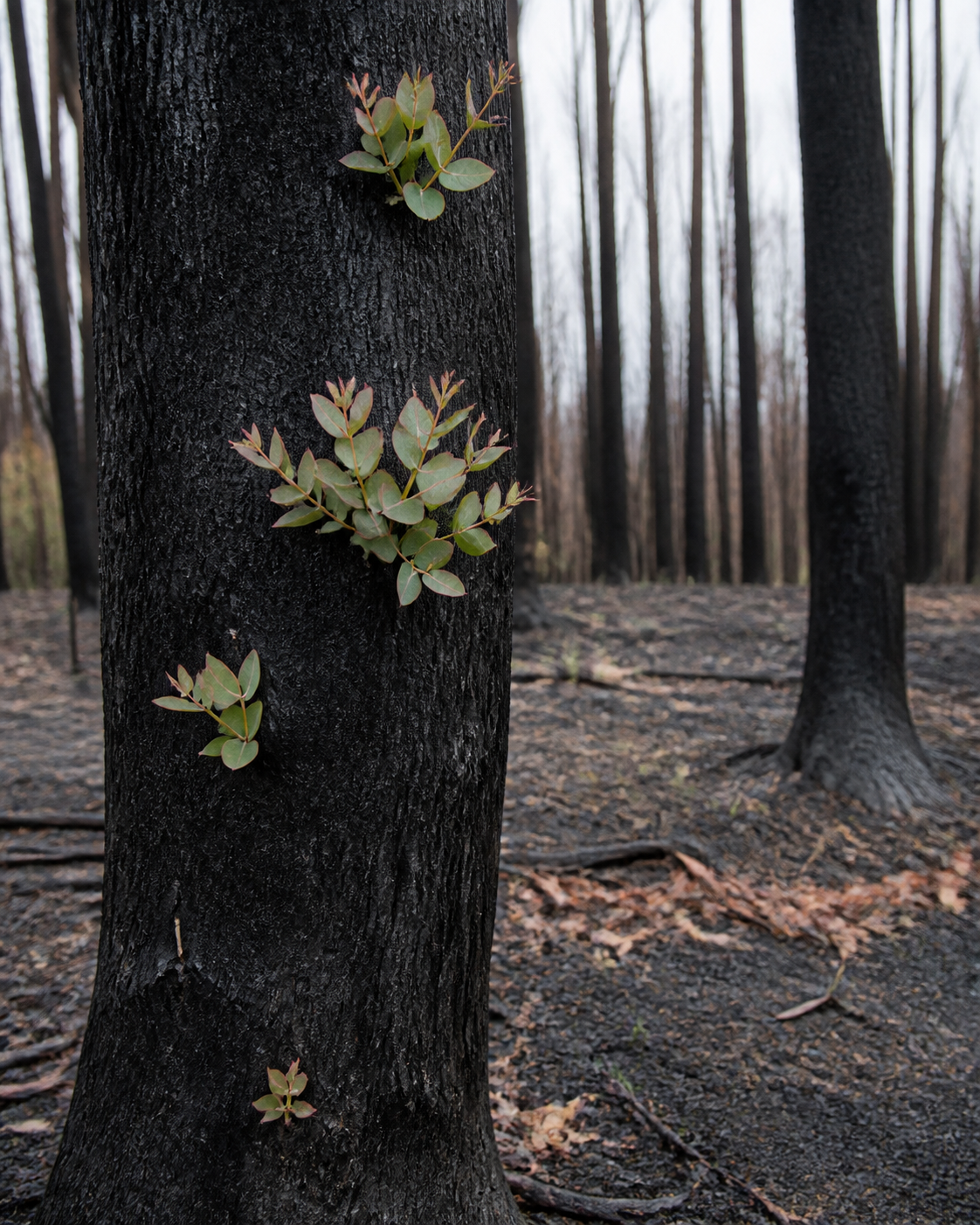 PHOTO ILLUSTRATION: A charred eucalypt trunk with small green shoots emerging from its bark in a burned forest. It is a general explanatory illustration, not a photograph of a documented fire, place or species.