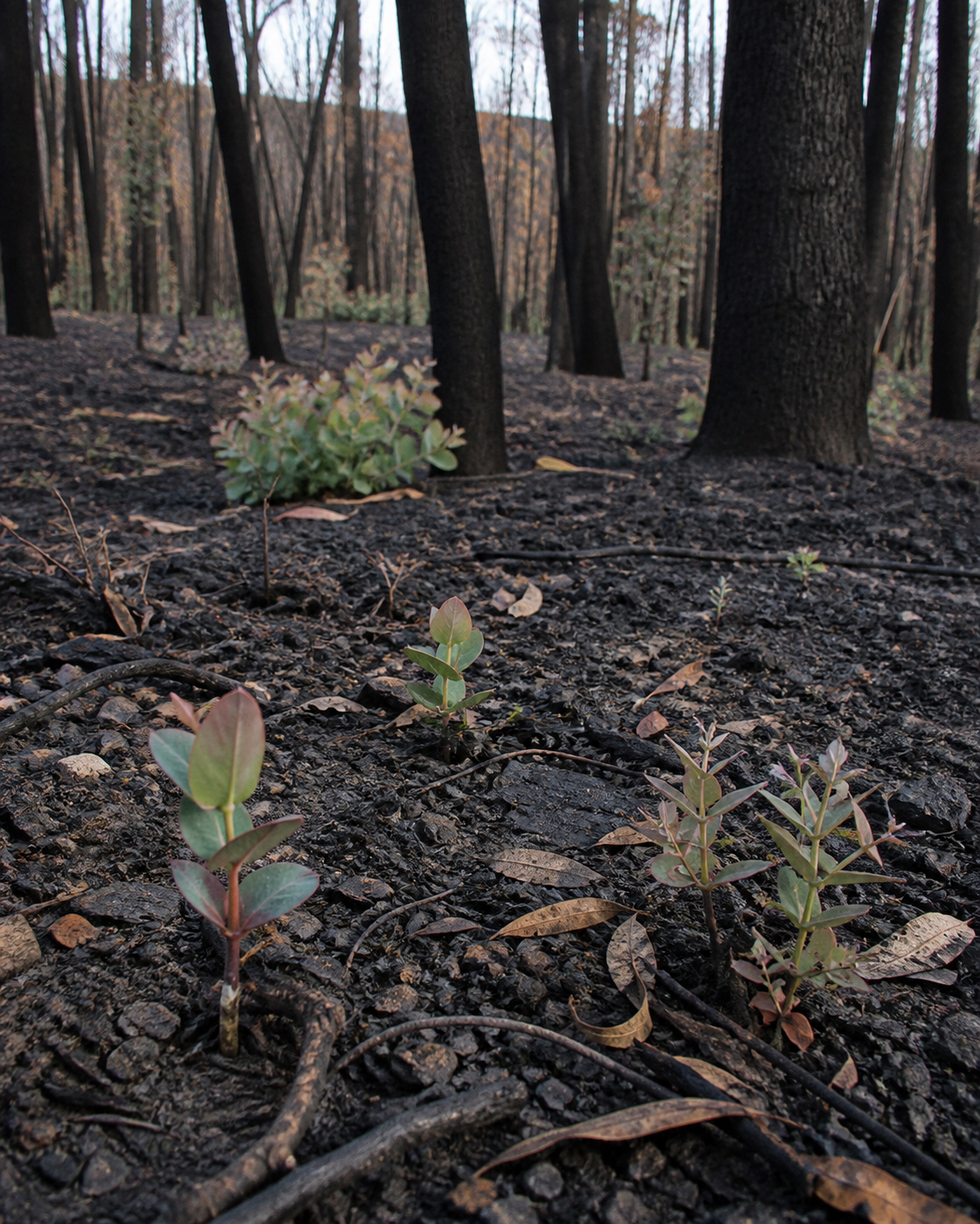 PHOTO ILLUSTRATION: Several small seedlings emerge from ash and leaf litter beneath blackened eucalypt trunks. It is a general explanation of seed-based regeneration, not evidence of a specific species, forest or event.